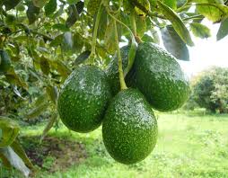 Palta Silvestre