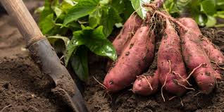 Batata x kilo
