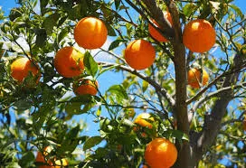 Naranja