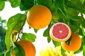 Pomelo kg