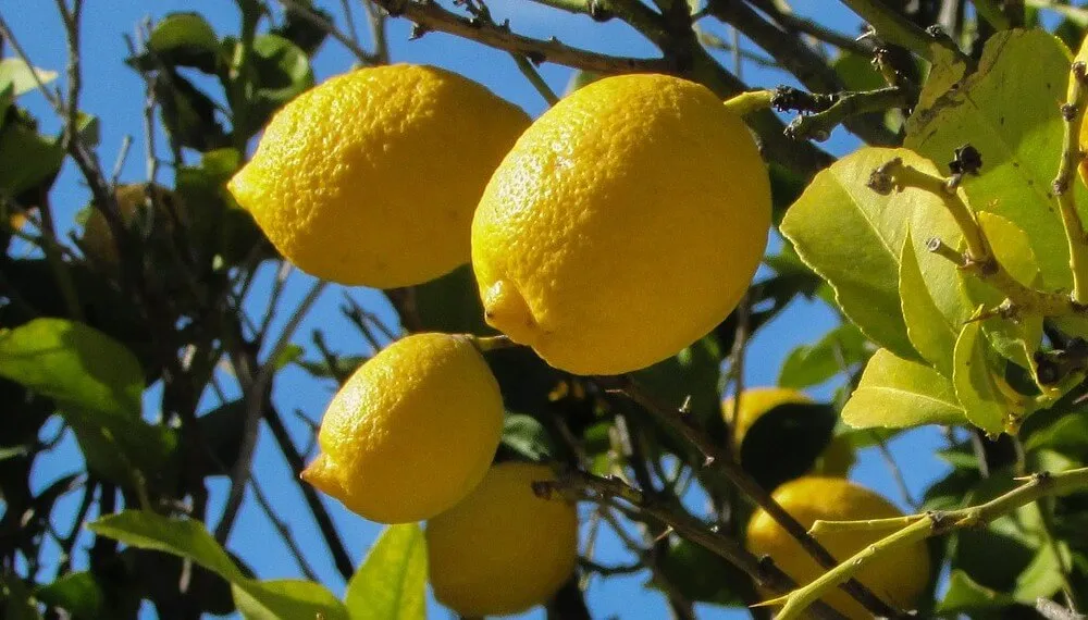 Limon (aspecto verde)Tucuman