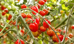 Tomates Cherry x 100 grs