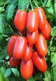 Tomate Perita por kilo