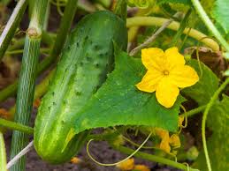 Pepino x kilo