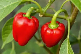 Pimiento x kilo