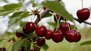 Cereza  x 100 grs
