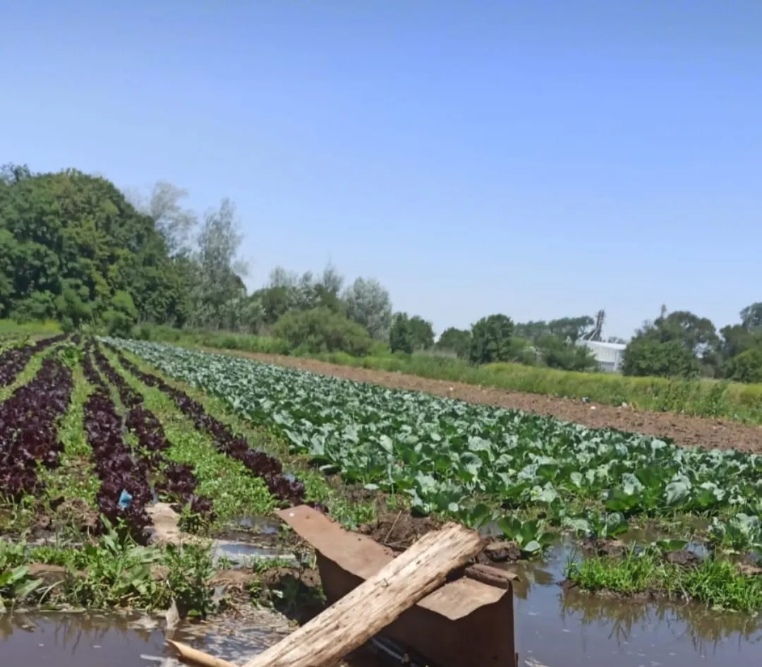 Bolson de VerduraS UTT  Agroecologico x 5 kilos
