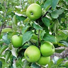 Manzana verde origen Neuquen kg